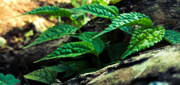 Close-up of green leaves on plant