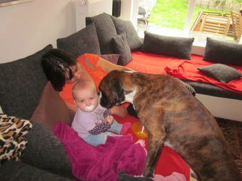 Dog sleeping on couch
