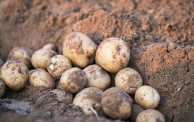 Close-up of eggs in mud