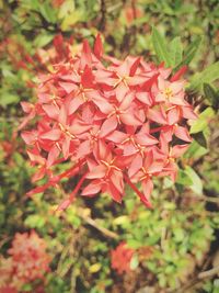 Close-up of red flowers blooming outdoors