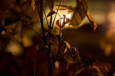 Close-up of wilted plant