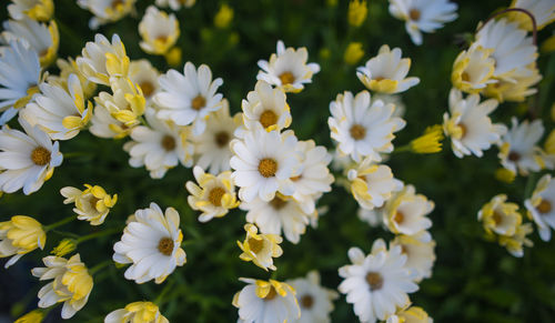 Close-up of white daisy flowers