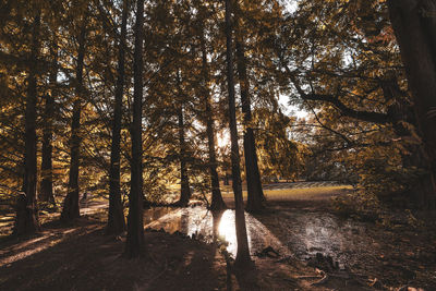 Trees in forest