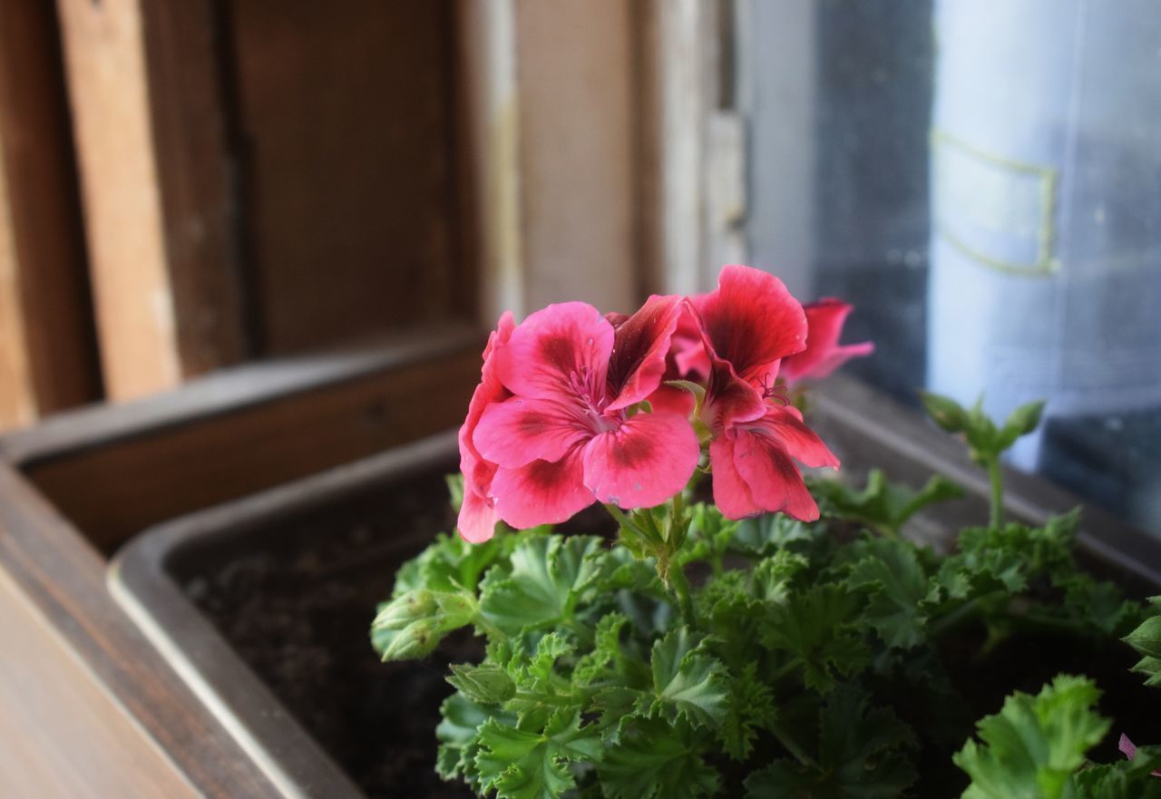 CLOSE-UP OF PINK FLOWER ON WINDOW