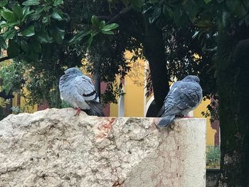 Bird perching on retaining wall against trees