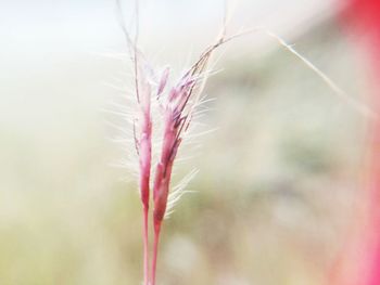 Close-up of plant