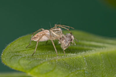 Close-up of insect on leaf