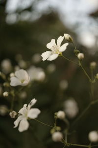 Close-up of white flowering plant on field