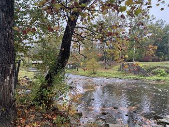 Scenic view of river stream amidst trees in forest