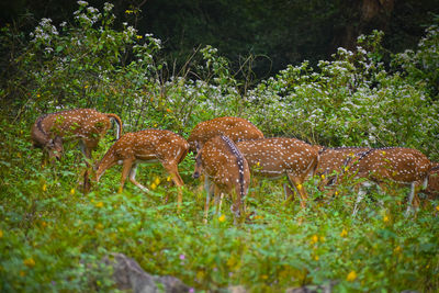 Deer in a field