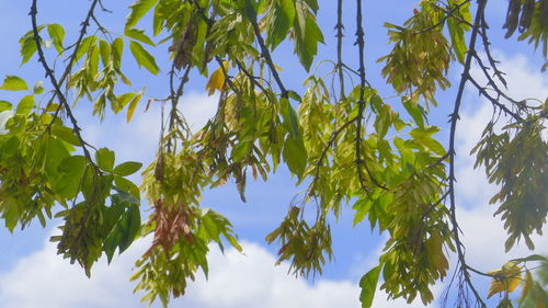 Low angle view of trees against clear blue sky