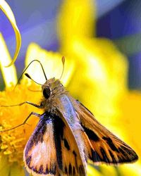 Close-up of insect