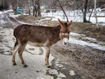 Donkey standing on street by snow covered field
