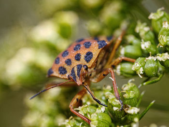 Close-up of insect on leaf