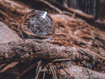 Close-up of tree trunk in forest