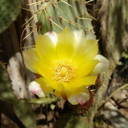 Close-up of yellow flower blooming outdoors