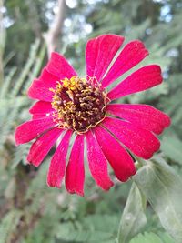 Close-up of red flower blooming outdoors