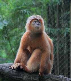 Monkey sitting on tree in forest