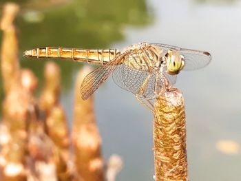 Close-up of dragonfly on twig