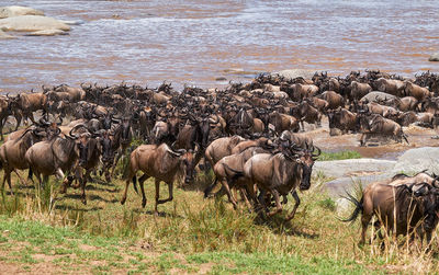 Wildebeest migrate between tanzania and kenya annualy.