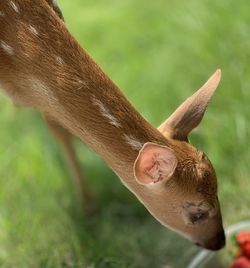 Close-up of deer