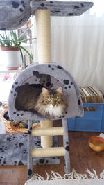 Close-up of cat on table at home