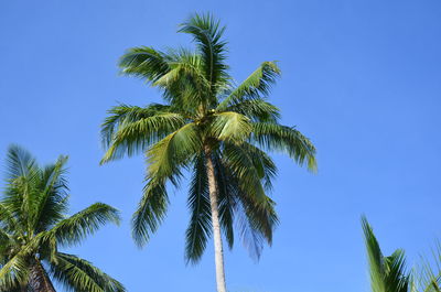 Low angle view of palm tree against blue sky