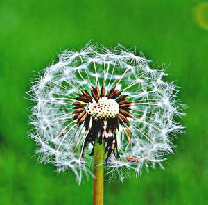 Close-up of dandelion
