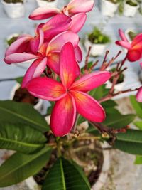 Close-up of pink flowering plant