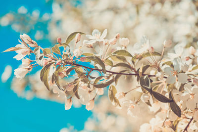 Low angle view of flowering plant against blue sky