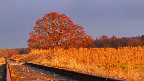 Autumn trees by railroad track against sky