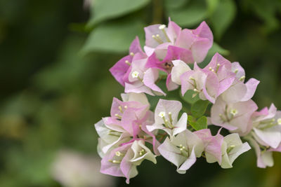 Close-up of pink rose flowers