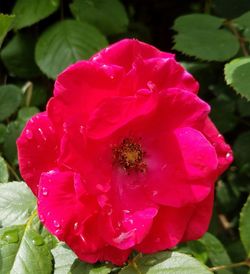 Close-up of pink flower blooming outdoors