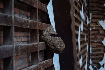 Close-up of giant hornet nest