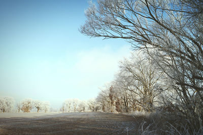 Low angle view of bare trees against clear sky