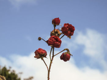 Low angle view of red rose plant against sky