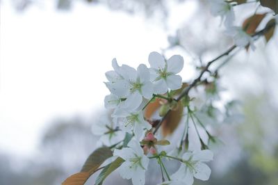 Close-up of white cherry blossom tree