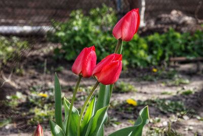 Close-up of red tulip flower on field