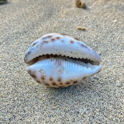 Close-up of mouth tiger cowrie sell on sand