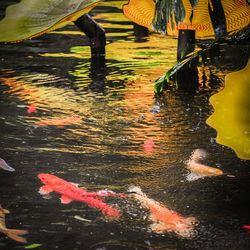 View of koi fish in water