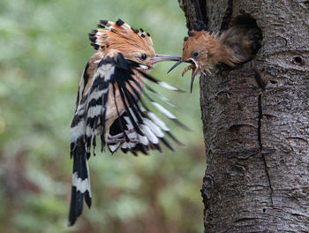 Close-up of bird perching on tree trunk