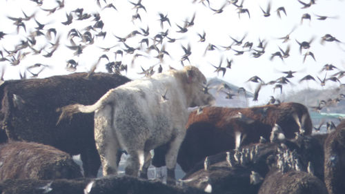 Flock of sheep in a field