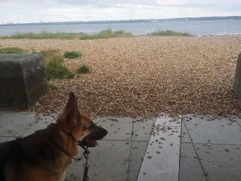 Close-up of dog on beach against sky