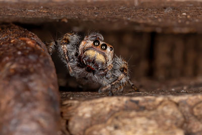 Close-up of spider on wood