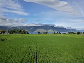 Scenic view of field against sky