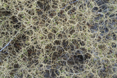 Full frame shot of plants growing on land