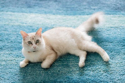 Portrait of cat sitting on footpath