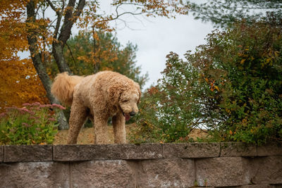 Lion standing in a tree