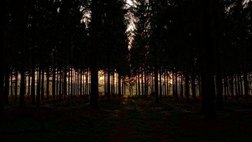 Trees in forest at night