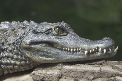Head of a spectacled caiman in close-up. chester zoo.